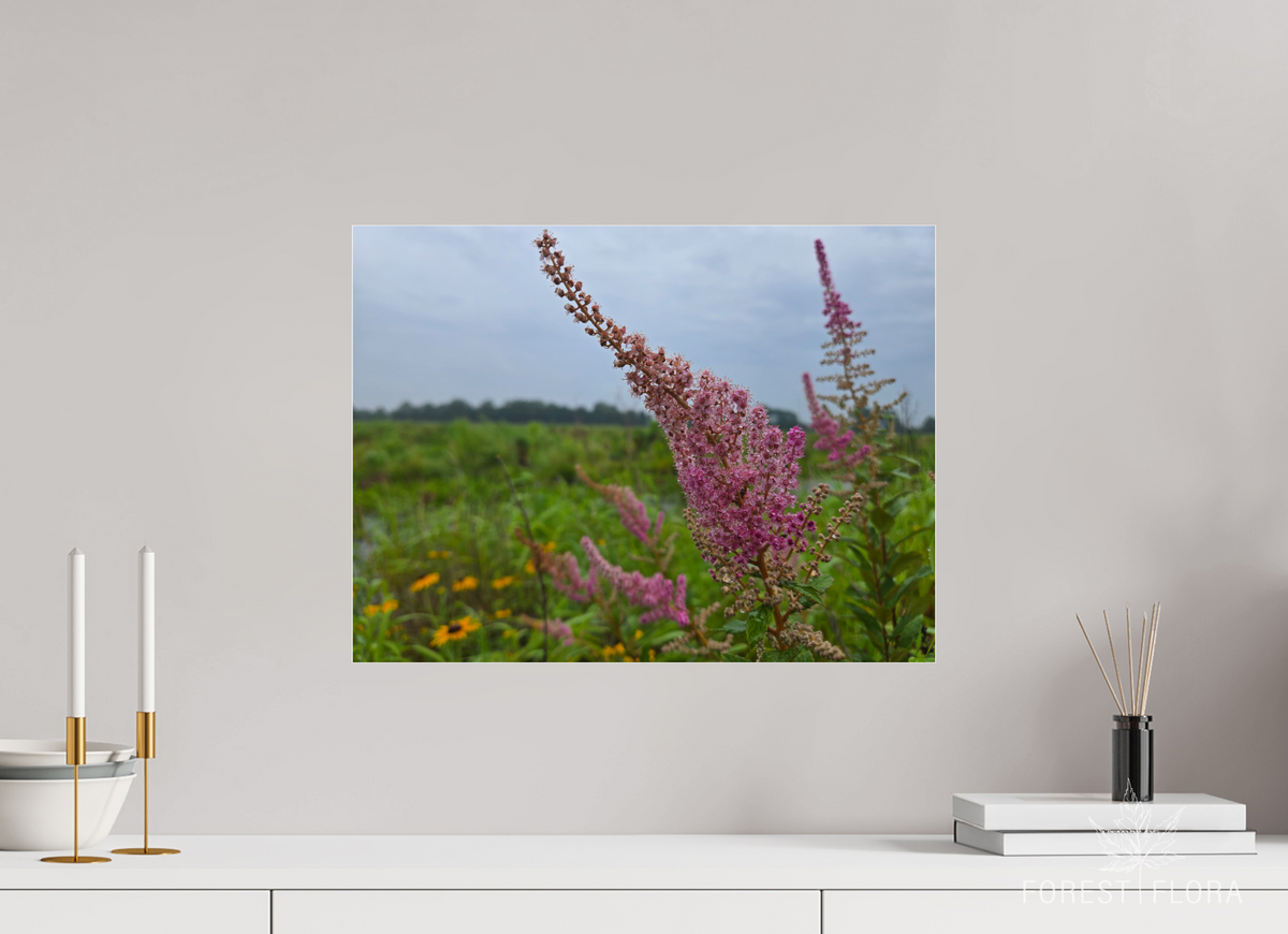 20 x 15″, Photo Print Under Acrylic Glass Spireae Spires
