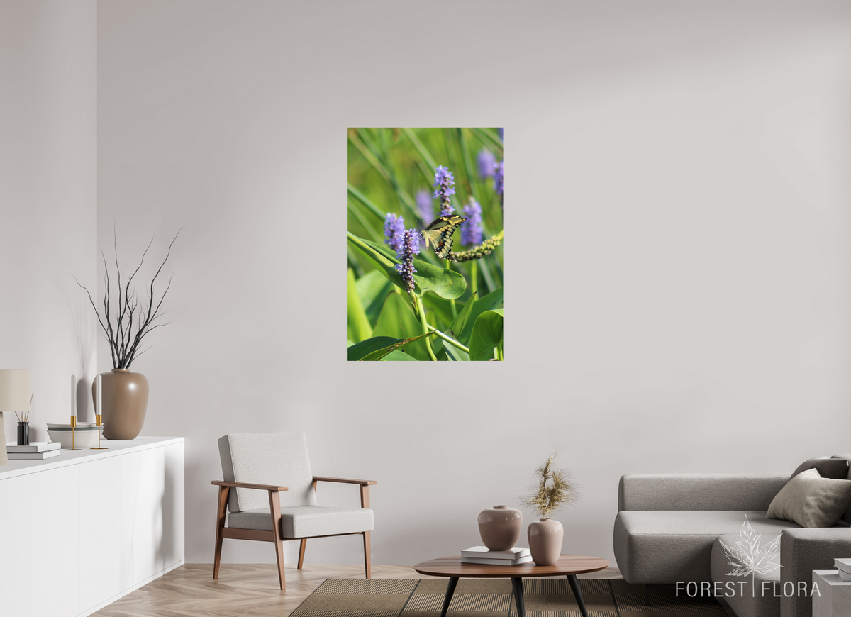 30 x 45″, Photo Print Under Acrylic Glass Giant swallowtail on pickeralweed