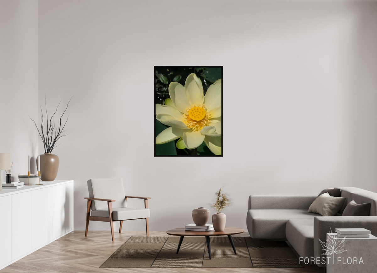 36 x 48″, Floater Frame American lotus