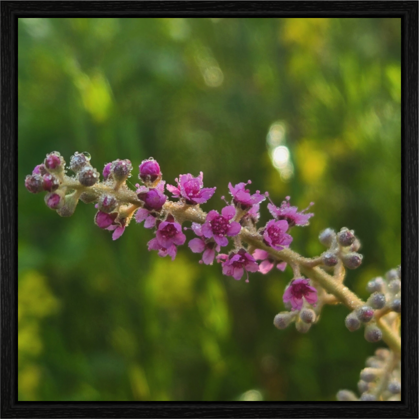 Main image Meadowsweet dew