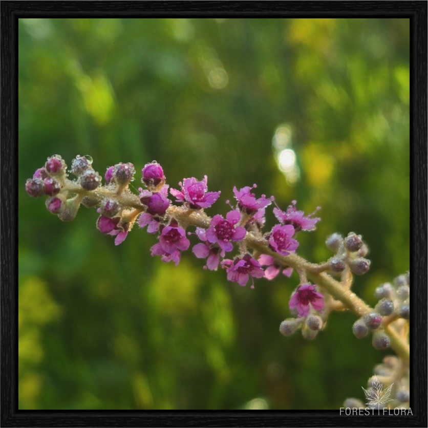 Main image Meadowsweet dew