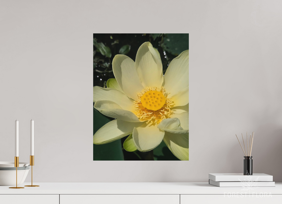 15 x 20″, aluminum print American lotus