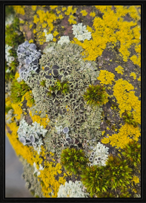 Main image Patchwork mosaic