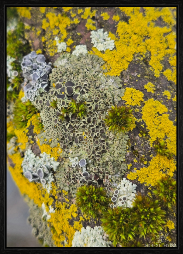 Main image Patchwork mosaic