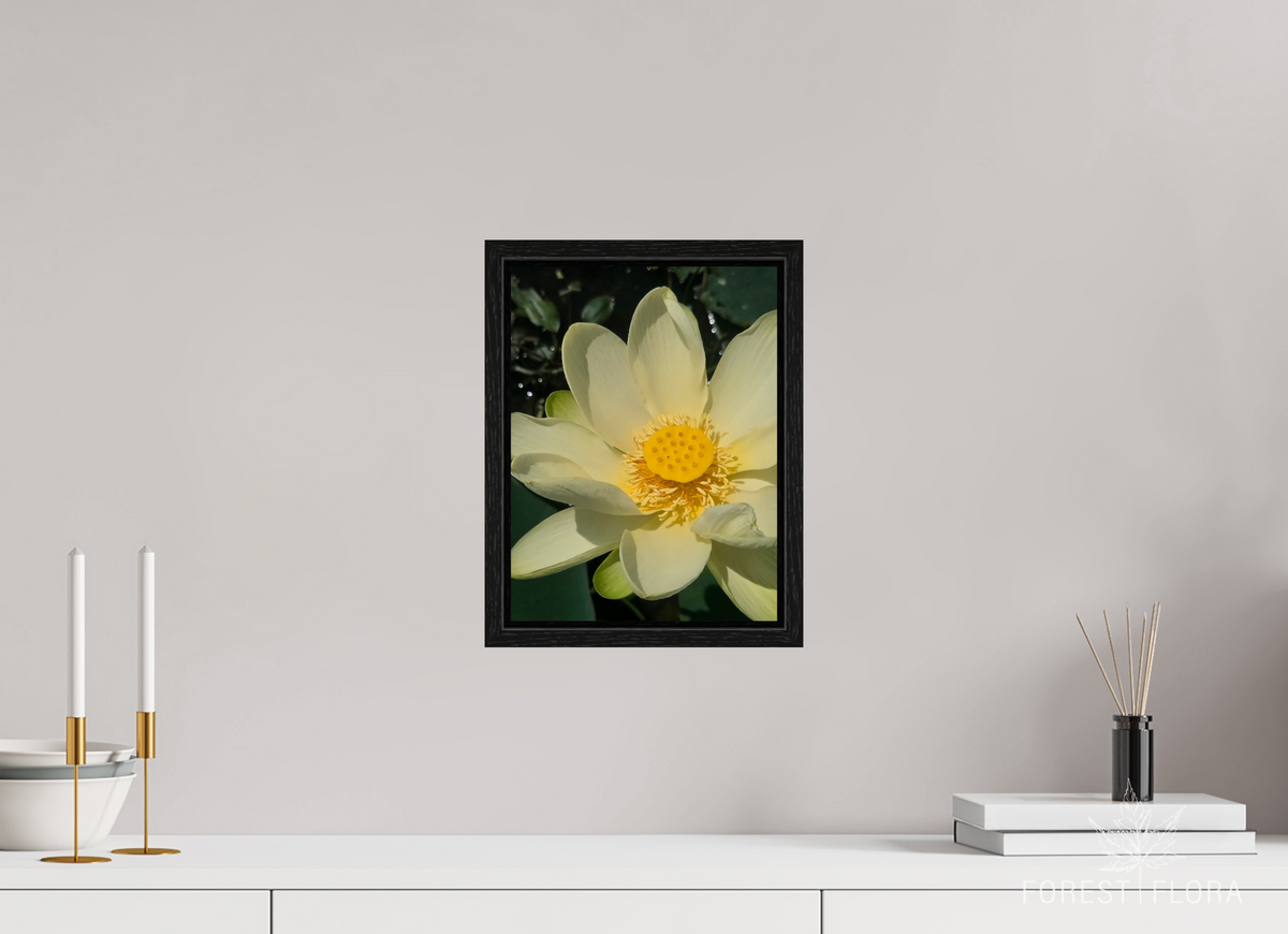 9 x 12″, Floater Frame American lotus