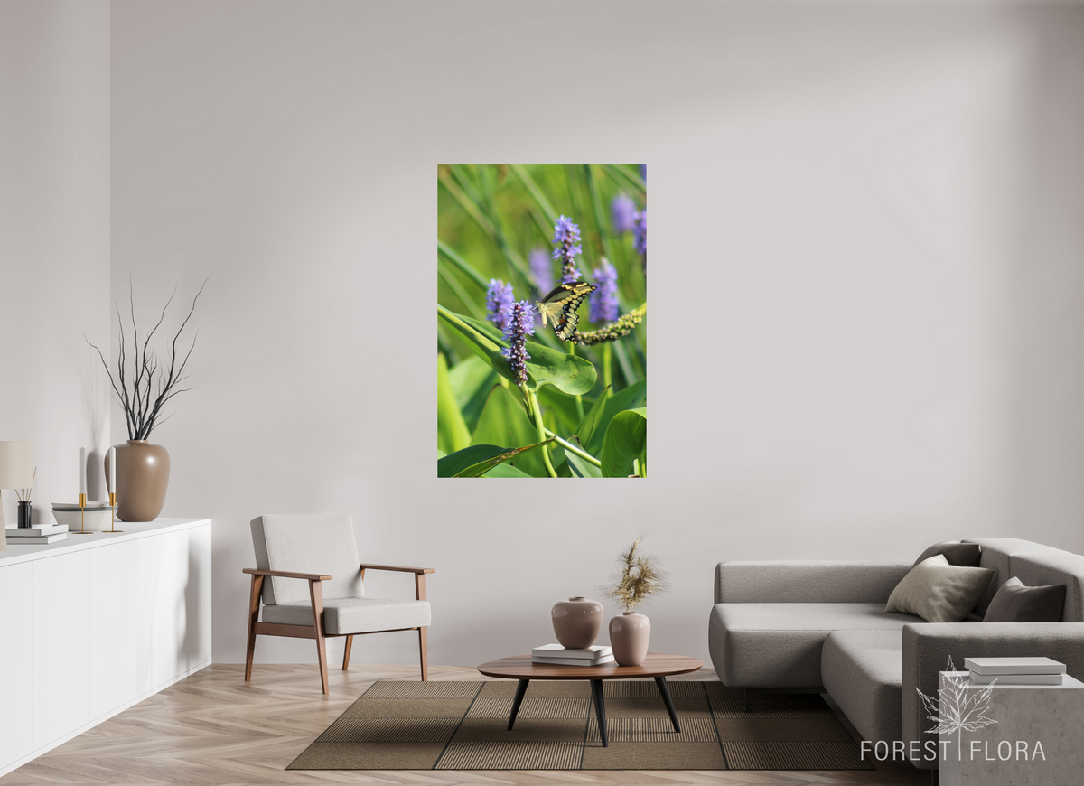 40 x 60″, Photo Print On Fuji Crystal DP II Giant swallowtail on pickeralweed