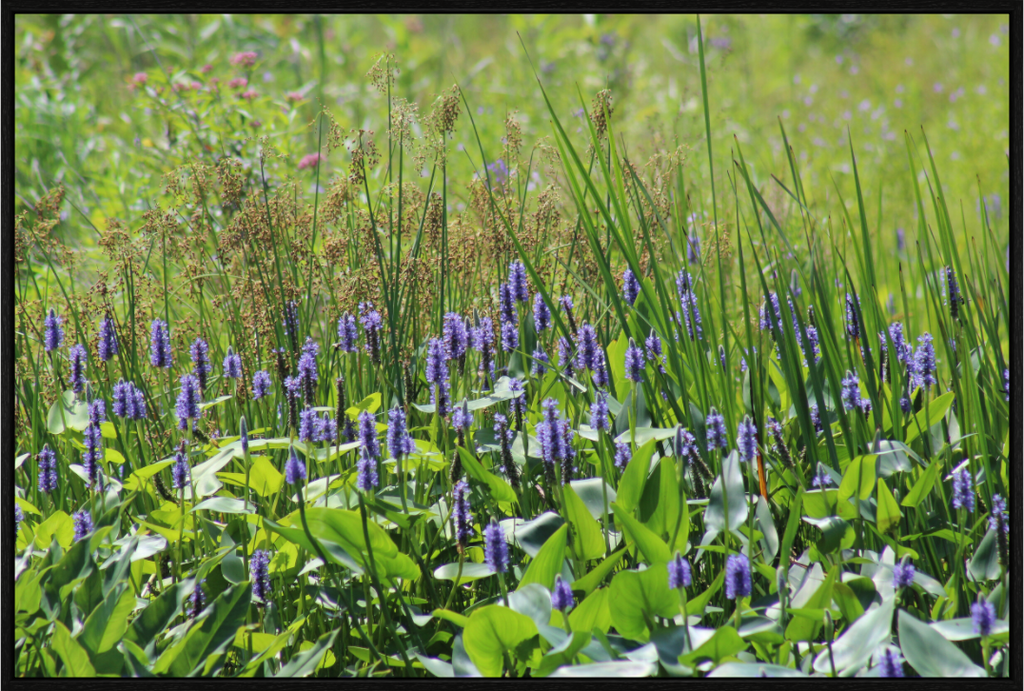 Main image Pickeralweed pond