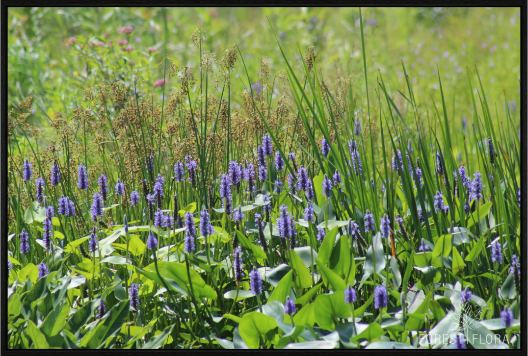Main image Pickeralweed pond