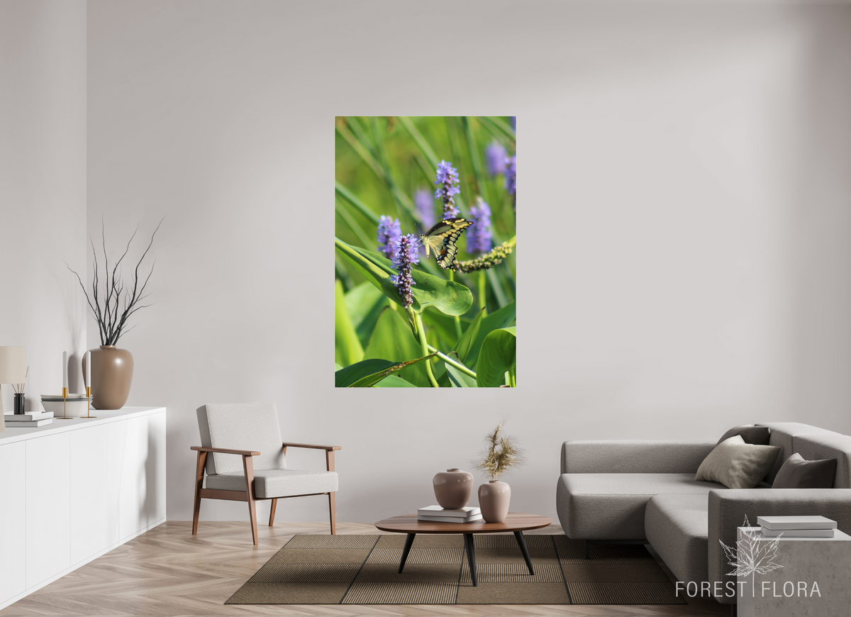 44 x 66″, Photo Print Under Acrylic Glass Giant swallowtail on pickeralweed