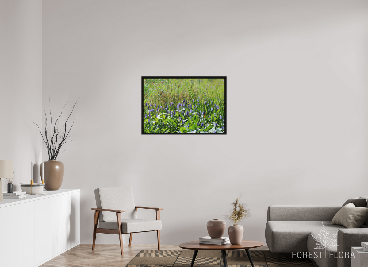 36 x 24″, Floater Frame Pickeralweed pond