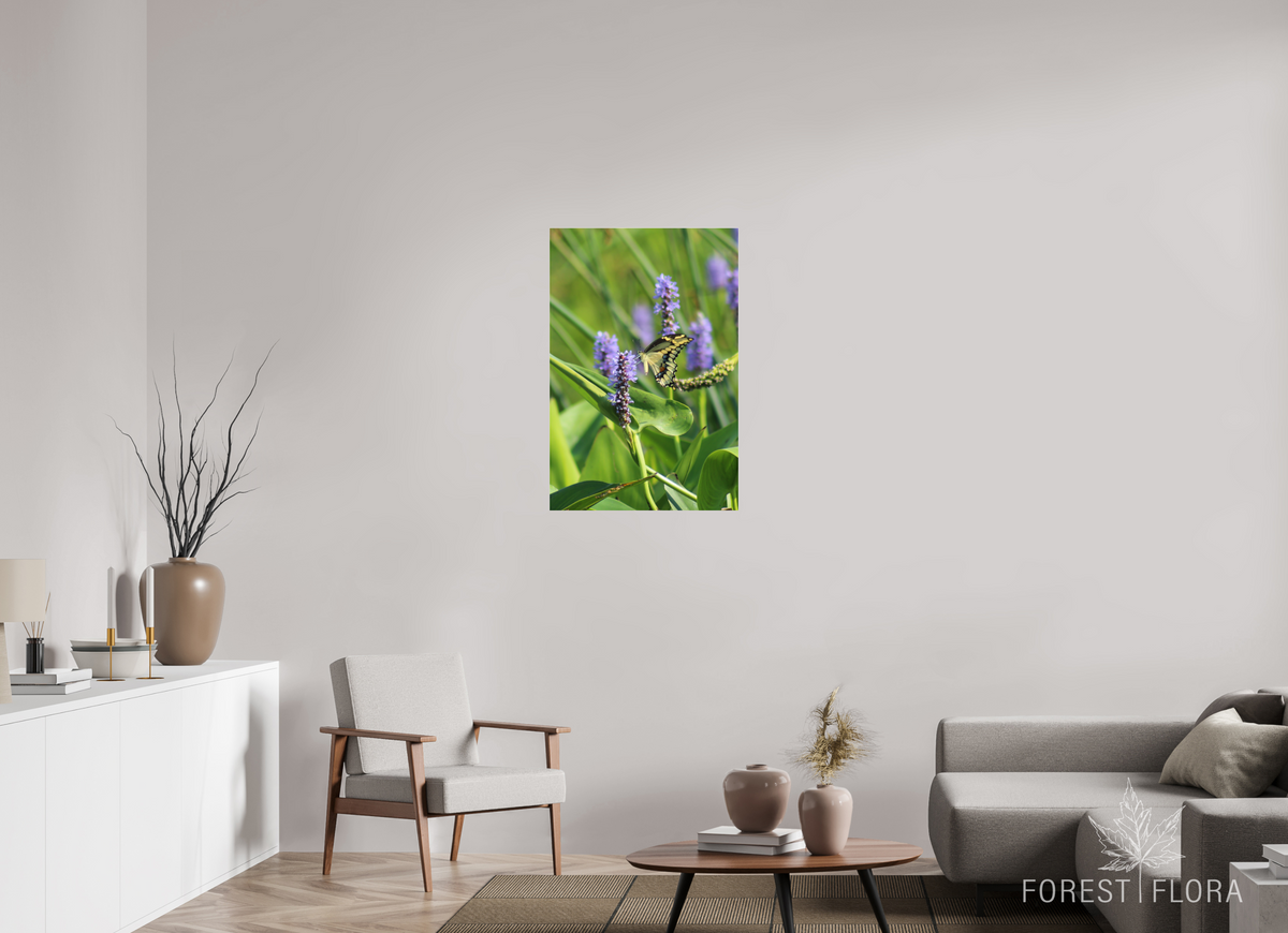 24 x 36″, Photo Print Under Acrylic Glass Giant swallowtail on pickeralweed