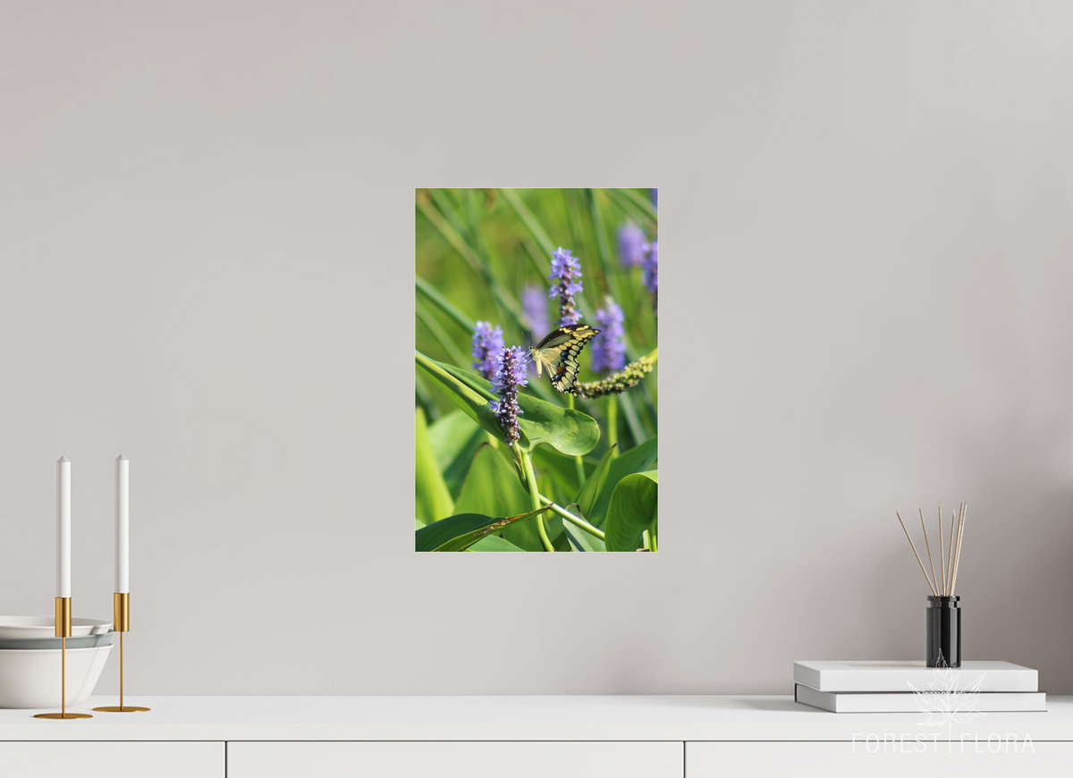 10 x 15″, Photo Print Under Acrylic Glass Giant swallowtail on pickeralweed