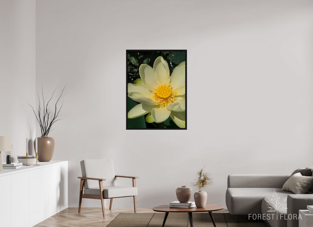 30 x 40″, Floater Frame American lotus