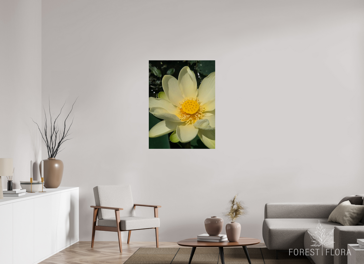 30 x 40″, Photo Print On Fuji Crystal DP II American lotus