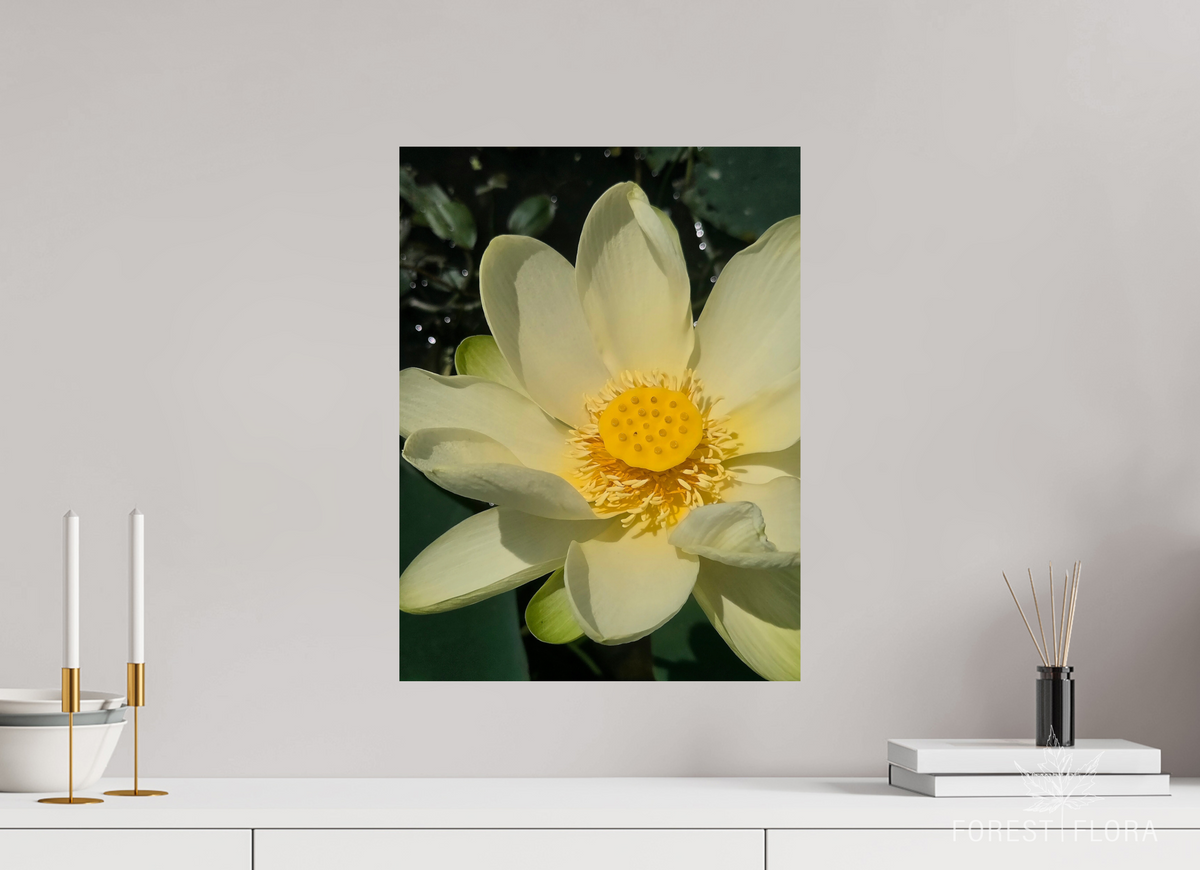 15 x 20″, Photo Print On Fuji Crystal DP II American lotus