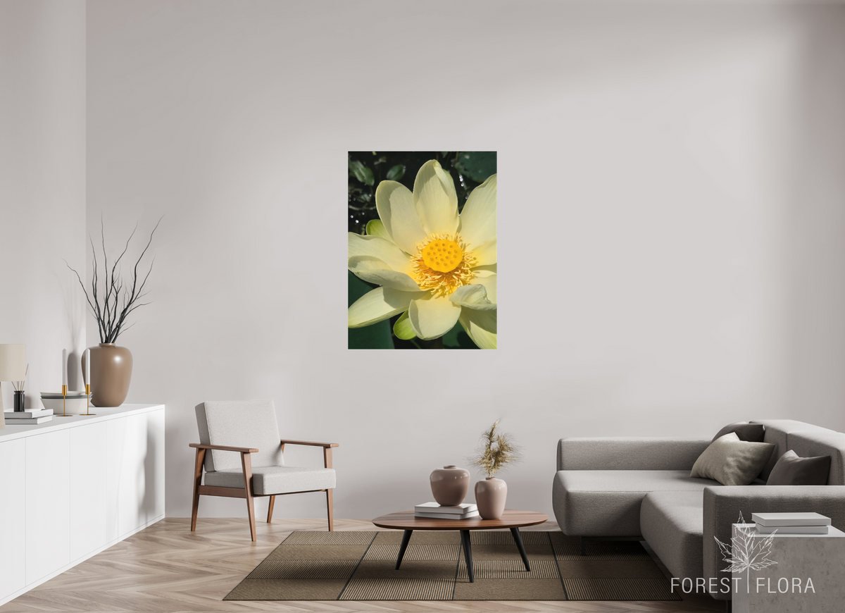36 x 48″, canvas wrap American lotus