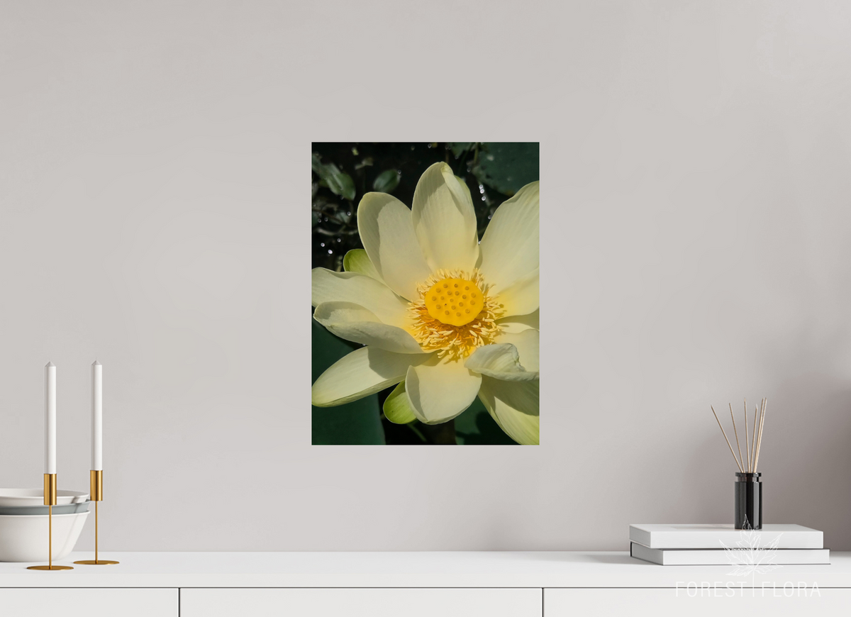 12 x 16″, Photo Print On Fuji Crystal DP II American lotus