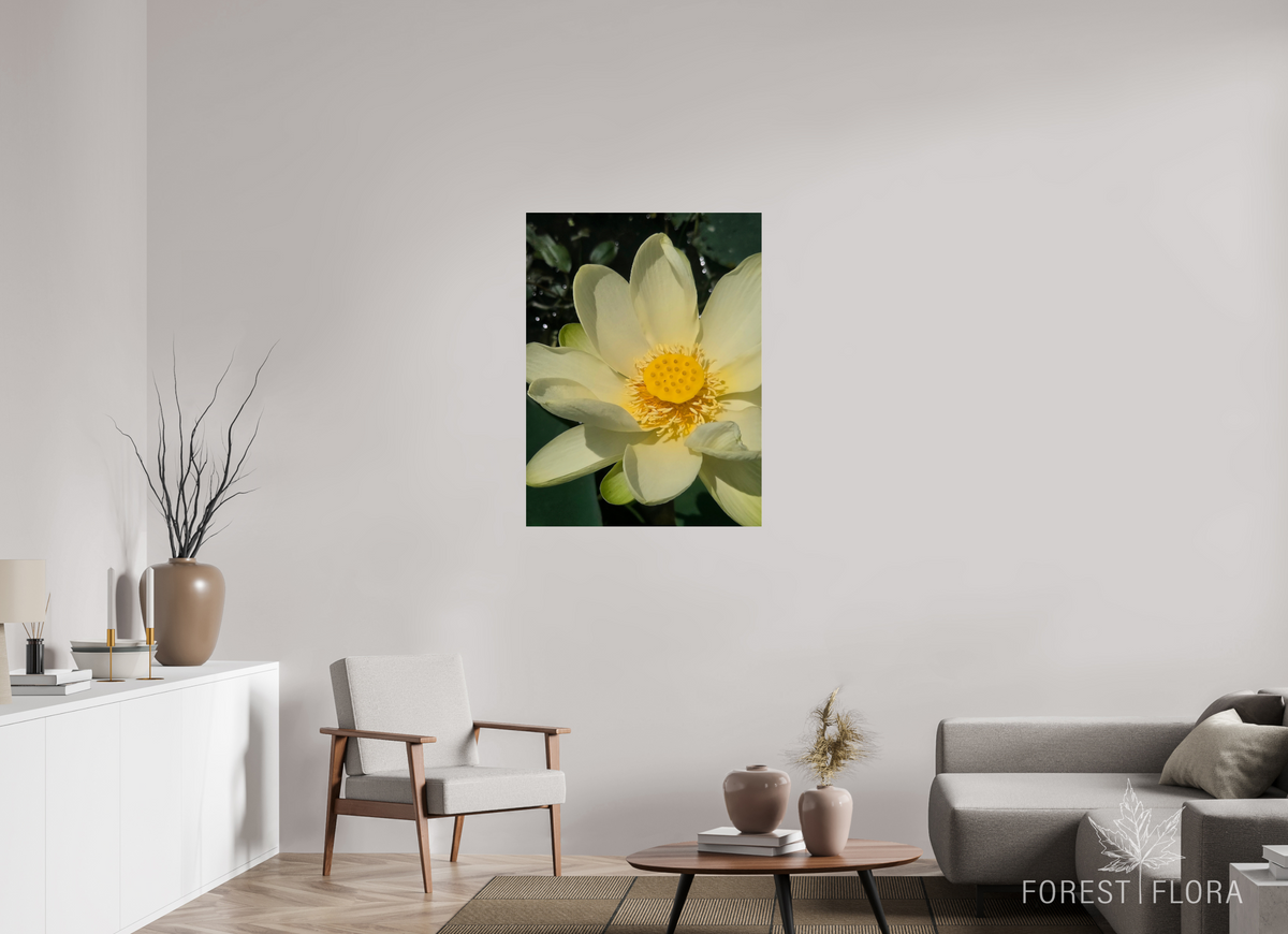 30 x 40″, Photo Print Under Acrylic Glass American lotus
