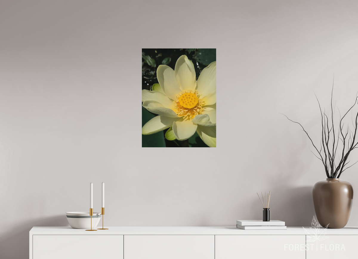 18 x 24″, aluminum print American lotus