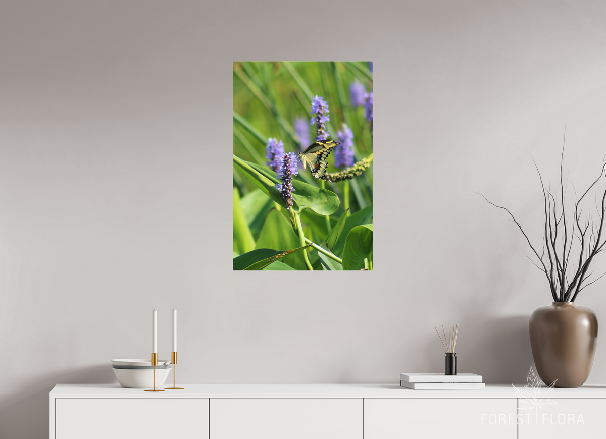 20 x 30″, Photo Print Under Acrylic Glass Giant swallowtail on pickeralweed