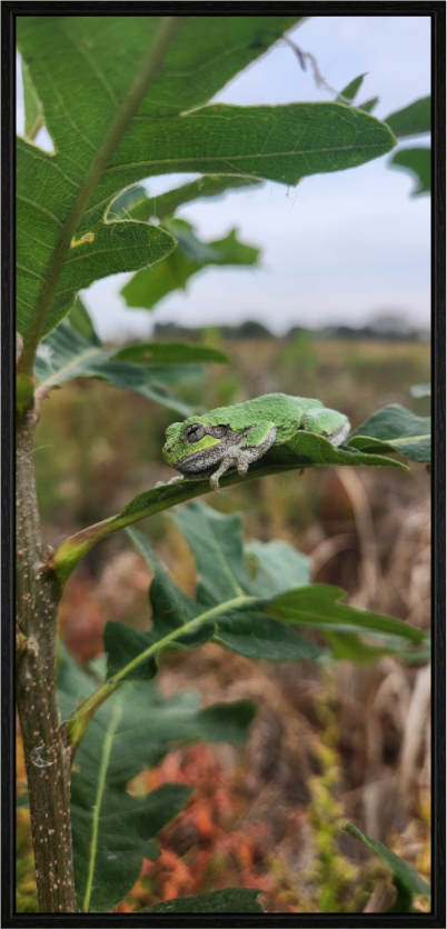 Main image Grey treefrog