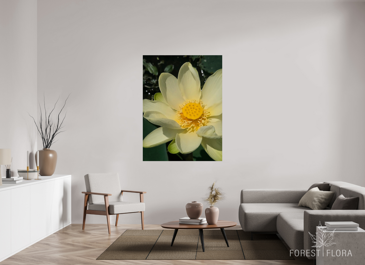 45 x 60″, Photo Print Under Acrylic Glass American lotus